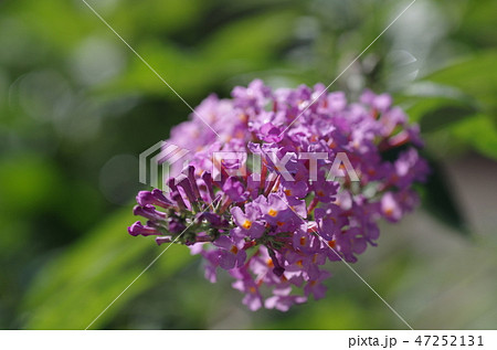 ブットレア 47252131