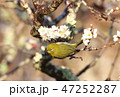 梅とメジロ 47252287