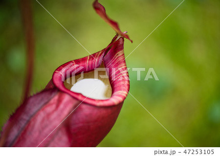 Nepenthes also called tropical pitcher plants Nepenthes also called tropical pitcher plants 47253105
