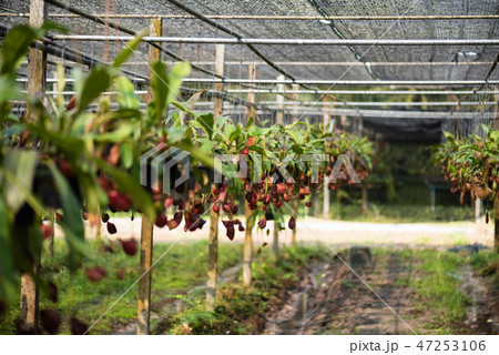 Nepenthes also called tropical pitcher plants 47253106