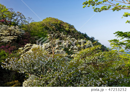 シロヤシオツツジ咲く丹沢稜線から塔ノ岳山頂を望む シロヤシオツツジ咲く丹沢稜線から塔ノ岳山頂を望む 47253252