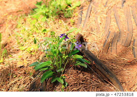 風景 観光 風 47253818