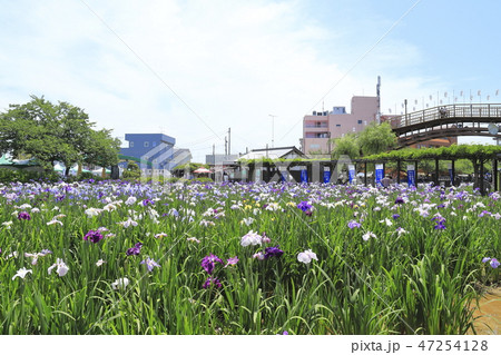 水郷潮来あやめ園 茨城県潮来市 水郷潮来あやめ園 茨城県潮来市 47254128