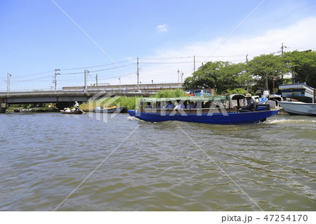 水郷潮来あやめ園　茨城県潮来市 47254170