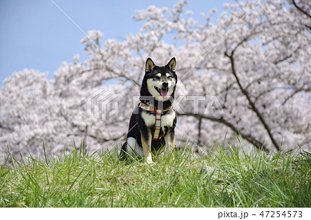 桜と黒柴の写真素材 [47254573] - PIXTA