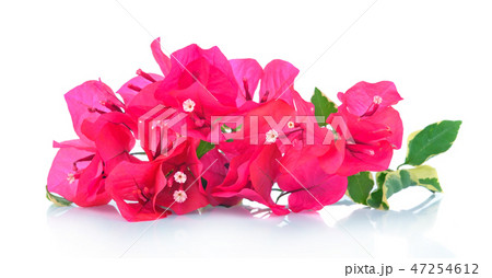 Pink bougainvillea isolated on white background Pink bougainvillea isolated on white background 47254612