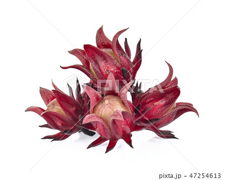 Roselle hibiscus on white background Roselle hibiscus on white background 47254613