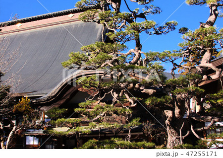 恵林寺本堂と松 47255171