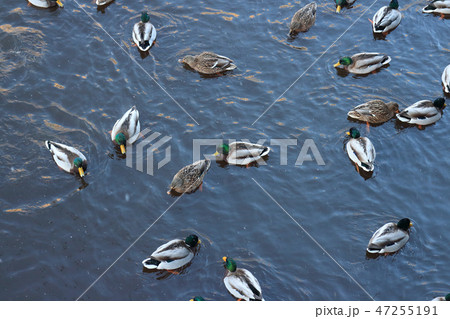 Flock mallard winter Flock mallard winter 47255191