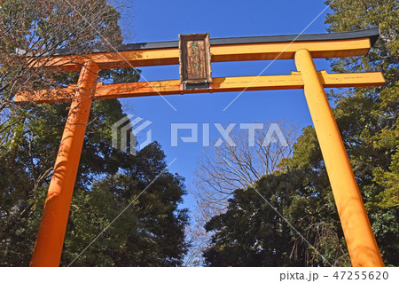 川越氷川神社　大鳥居 47255620