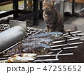 川魚と猫 47255652