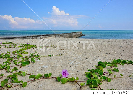 <奄美大島> 夏色の朝仁海岸 11 <奄美大島> 夏色の朝仁海岸 11 47255936