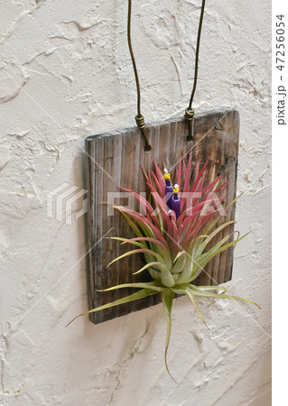 エアプランツ開花 エアプランツ開花 47256054