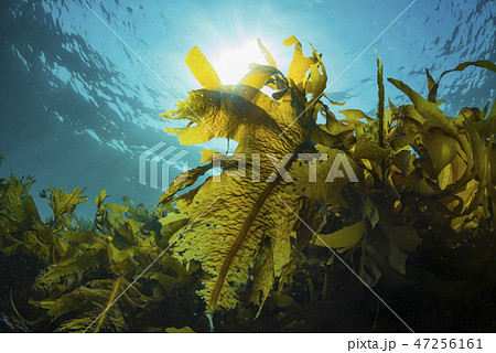 葉山の海藻、ワカメの繁茂 47256161