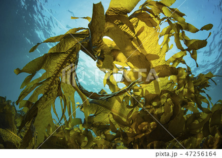 葉山の海藻、ワカメの繁茂 47256164