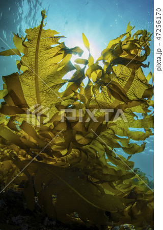 葉山の海藻、ワカメの繁茂 47256170