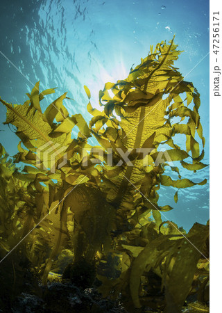 葉山の海藻、ワカメの繁茂 47256171