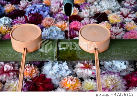 手水舎の浮き花2 手水舎の浮き花2 47256315