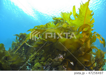 葉山の海藻、ワカメの繁茂 葉山の海藻、ワカメの繁茂 47256497