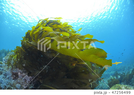 葉山の海藻、ワカメの繁茂 47256499