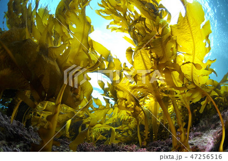 葉山の海藻、ワカメの繁茂 47256516