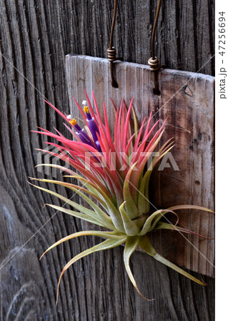 エアプランツ開花 47256694