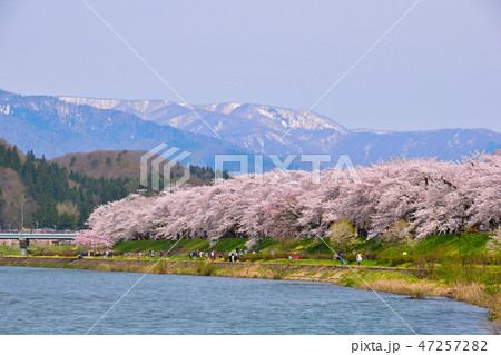 桜景　桧木内川堤 47257282