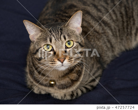 ネコ 47257724
