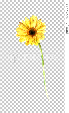 黄色のガーベラのイラスト素材