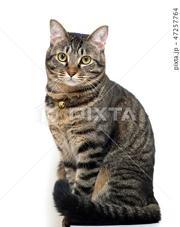 ネコ ネコ 47257764