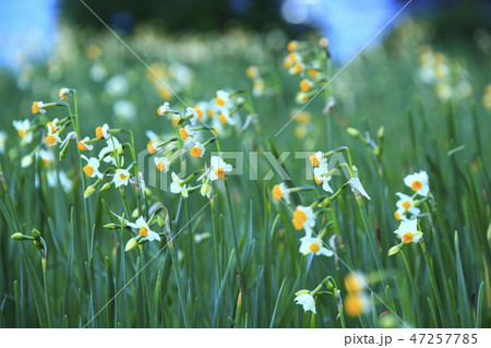 越前水仙 越前水仙 47257785