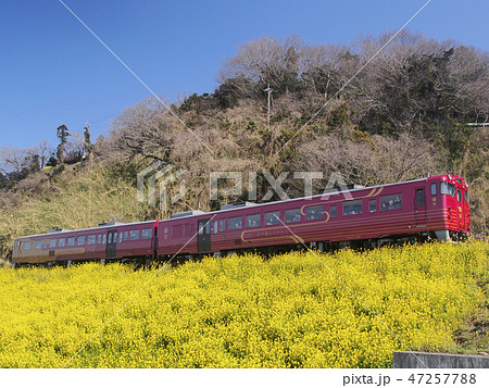 伊予灘ものがたりと菜の花1 47257788