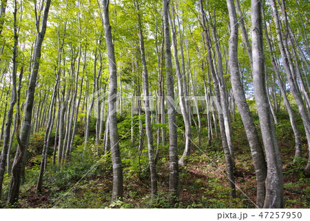 戸倉山 戸倉山 47257950