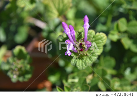 ホトケノザ（仏の座） 47258641