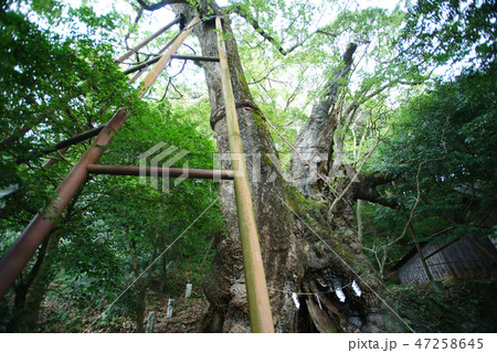 伊東 葛見神社の大クス 伊東 葛見神社の大クス 47258645