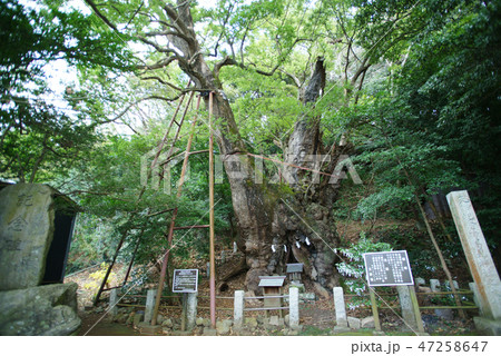 伊東 葛見神社の大クス 伊東 葛見神社の大クス 47258647