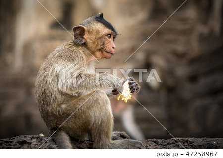 Baby monkeys in Thailand Baby monkeys in Thailand 47258967