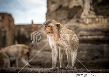 Baby monkeys in Thailand 47258968