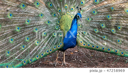Close up of peacock showing its beautiful feathers 47258969