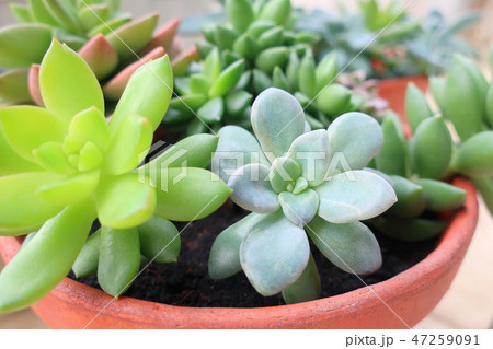 鉢植えの多肉植物 鉢植えの多肉植物 47259091