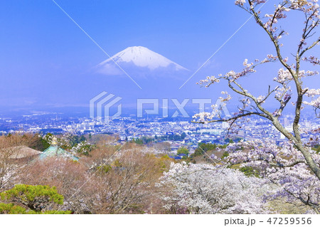 富士山と桜、静岡県御殿場市平和公園にて 47259556