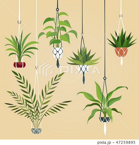 Hanging house plant. Indoor plants with macrame hanger. Scandinavian interior planting vector set 47259895