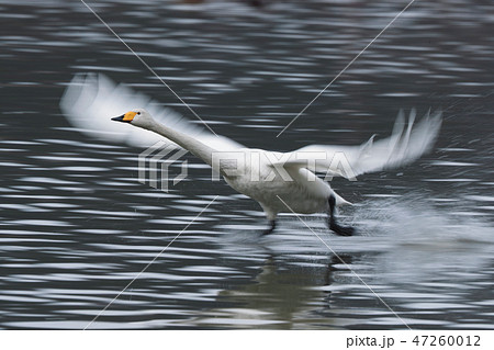 白鳥の飛び立ち 47260012