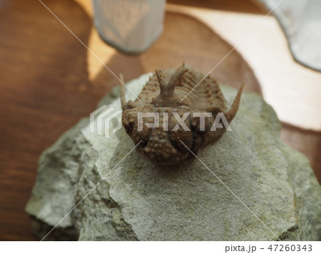 三葉虫(ホプロリコイデス)の化石の写真素材 [47260343] - PIXTA