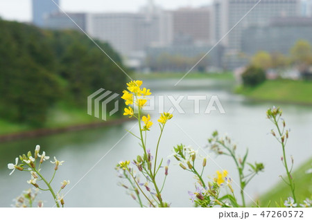 菜の花咲く桜田濠 47260572