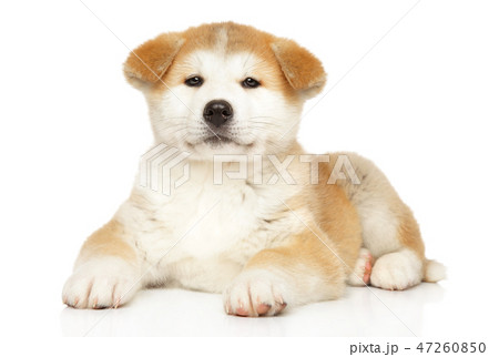 Japanese Akita-inu puppy on white background 47260850