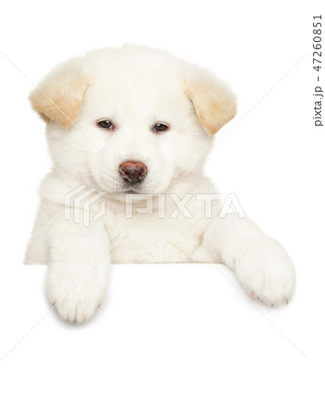 Japanese Akita puppy above banner, isolated Japanese Akita puppy above banner, isolated 47260851
