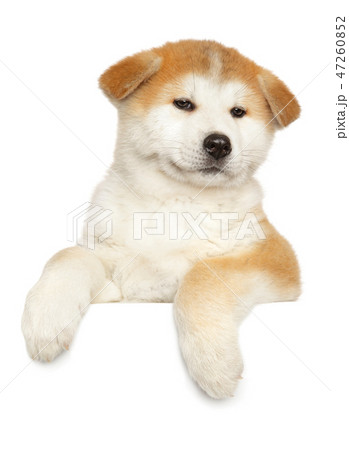 Japanese Akita above banner, isolated 47260852