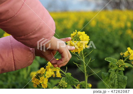 菜の花畑 菜の花畑 47262087