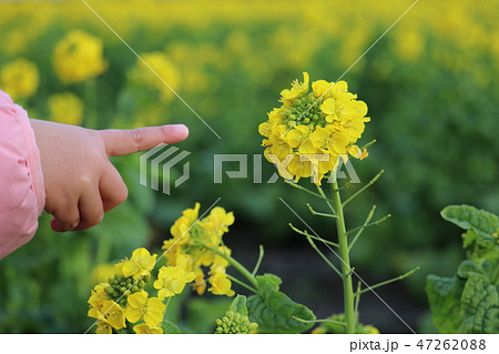 菜の花畑 47262088